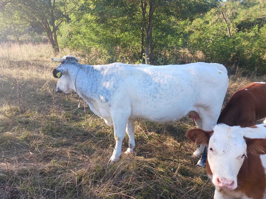 Animale domestice mai exact vaci din gospodarie propie