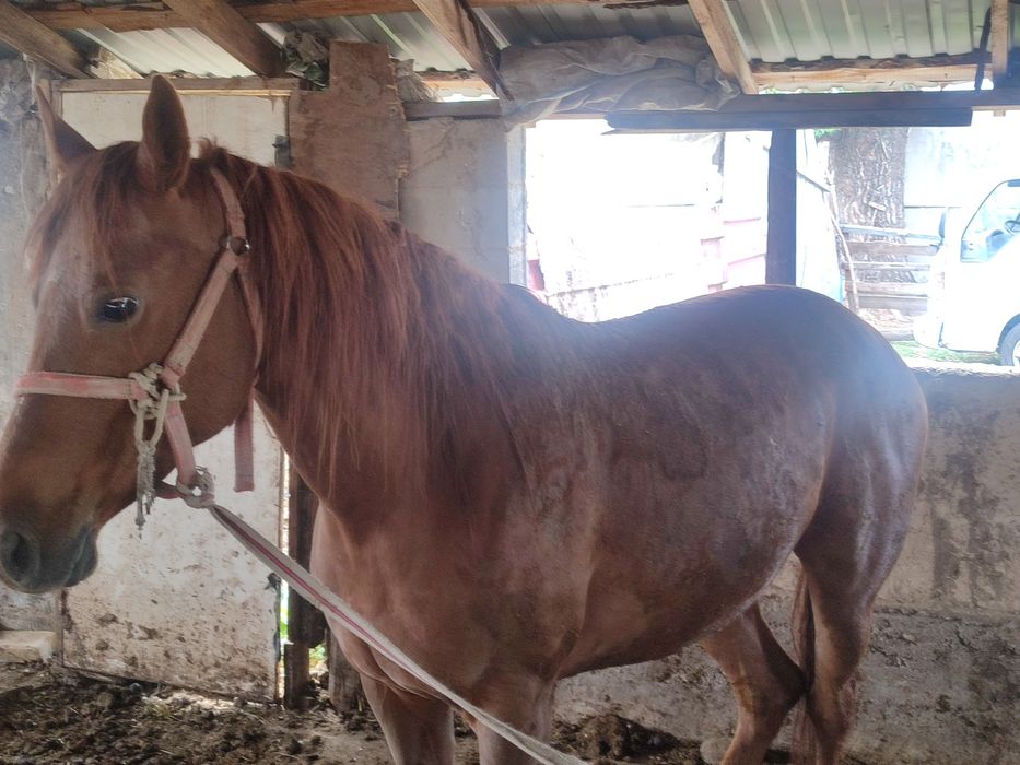 Англараб байтал стылады