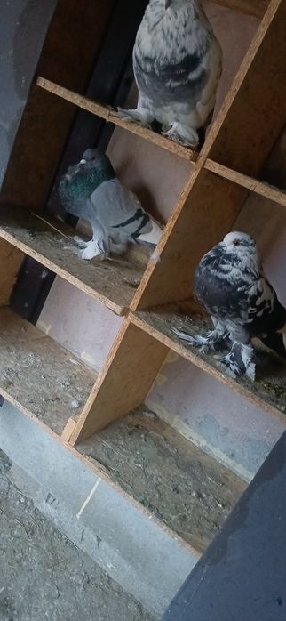 Porumbei Gușați de Pomerania