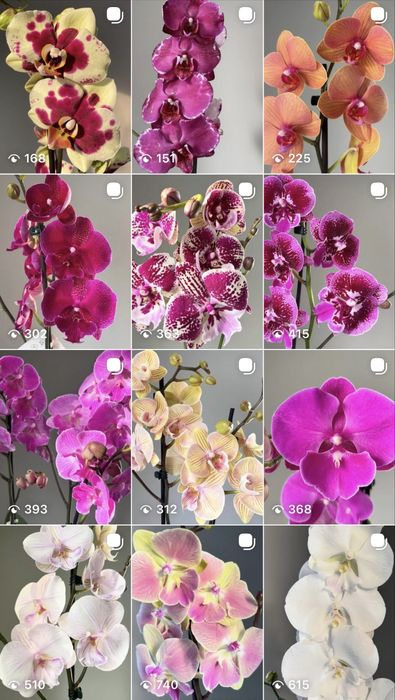 Орхидеи цветущие