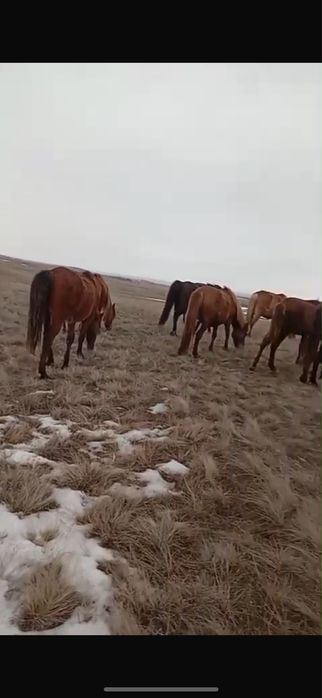 Ат сатылады(өте жүргіш)