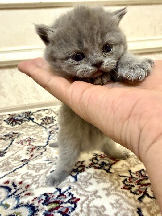 Британские котята премиум-класса