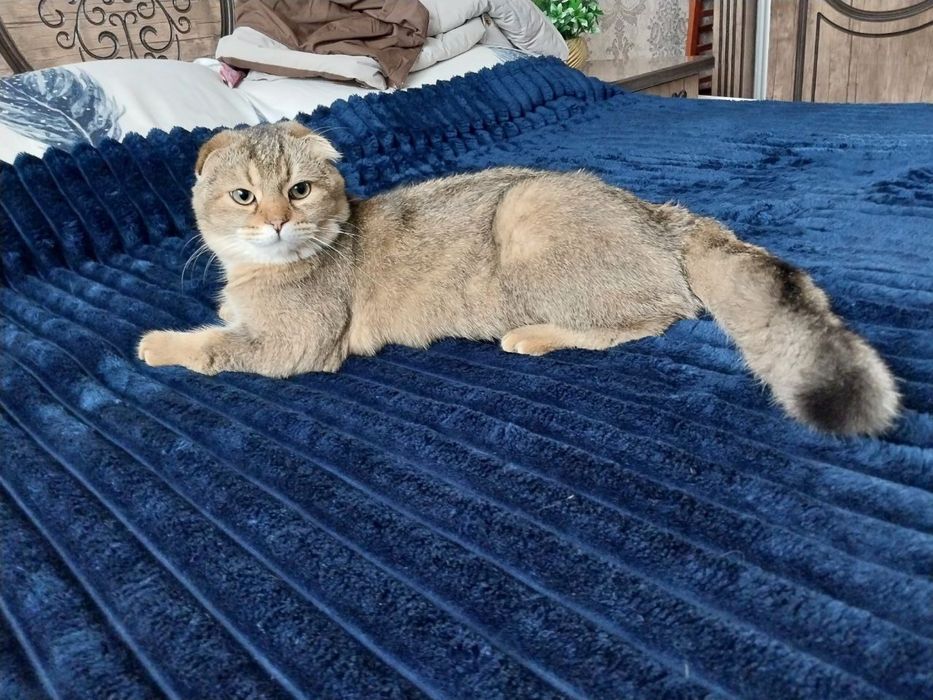 Кот скотиш фолд малкчик