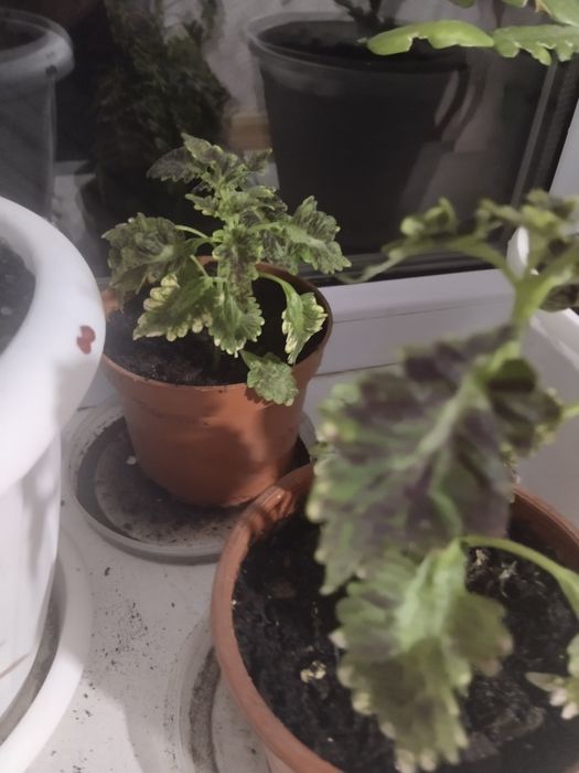 Цветы вырощеные в домашних условиях