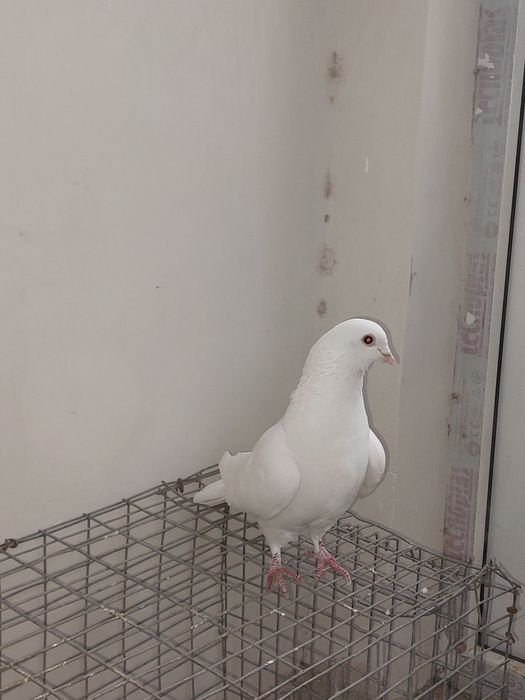 Кептер Құс Голуби