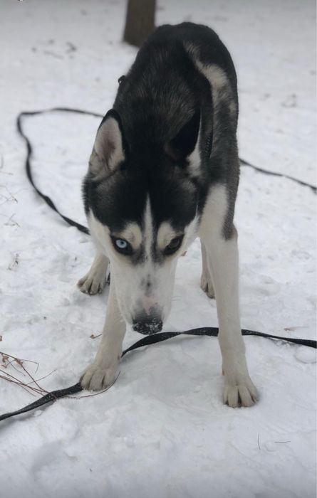 Сибирский Хаски вязка