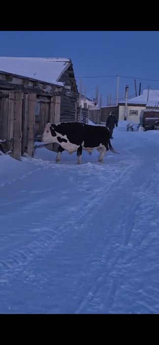 Продам бычков 63 гол