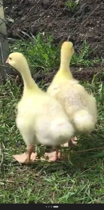 Продам бройлерных цыплят.