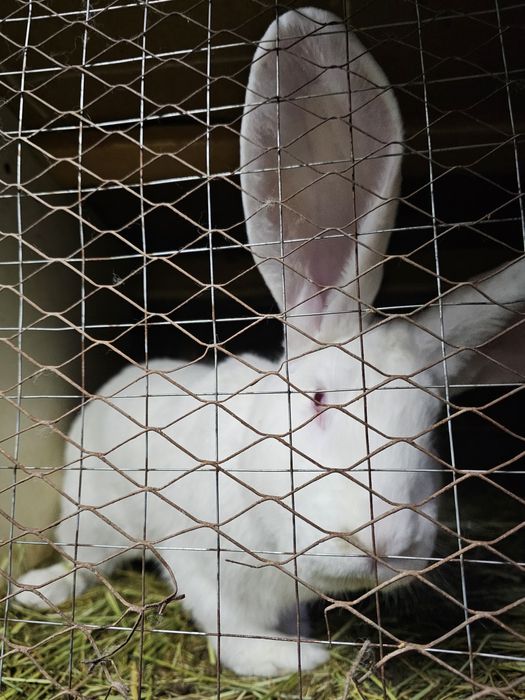 Продаётся  молодой  самец породы  Фландер.