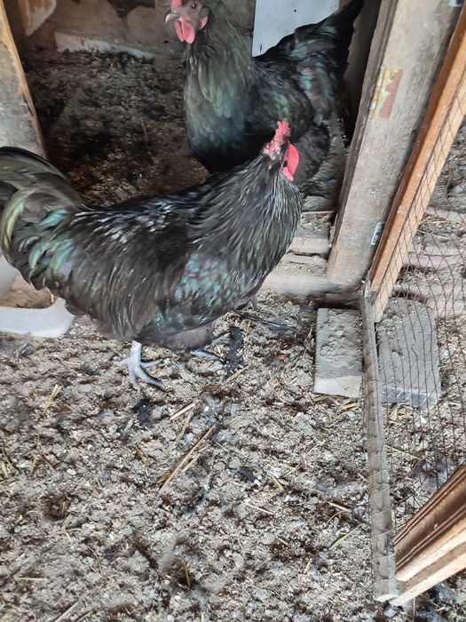 Петух Австролорп молодой