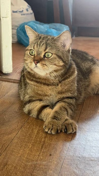 Srochno Mushugimmi sotaman