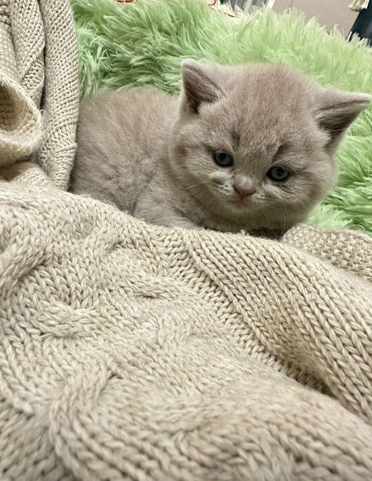 Британские котята