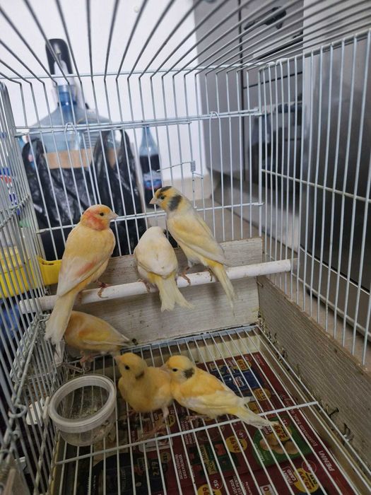 Canari lot 5 bucăți