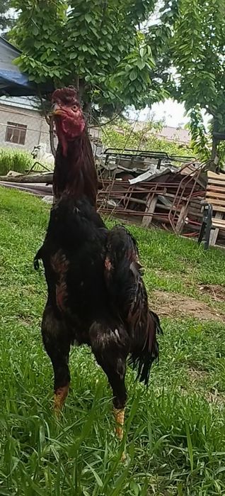 Жужа йошга тулган 5 та ютги бор Шаман гибрид срочно сотлади срочно 4.5