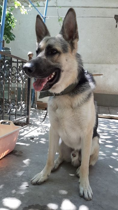 Ищем подругу нашему коасавцу