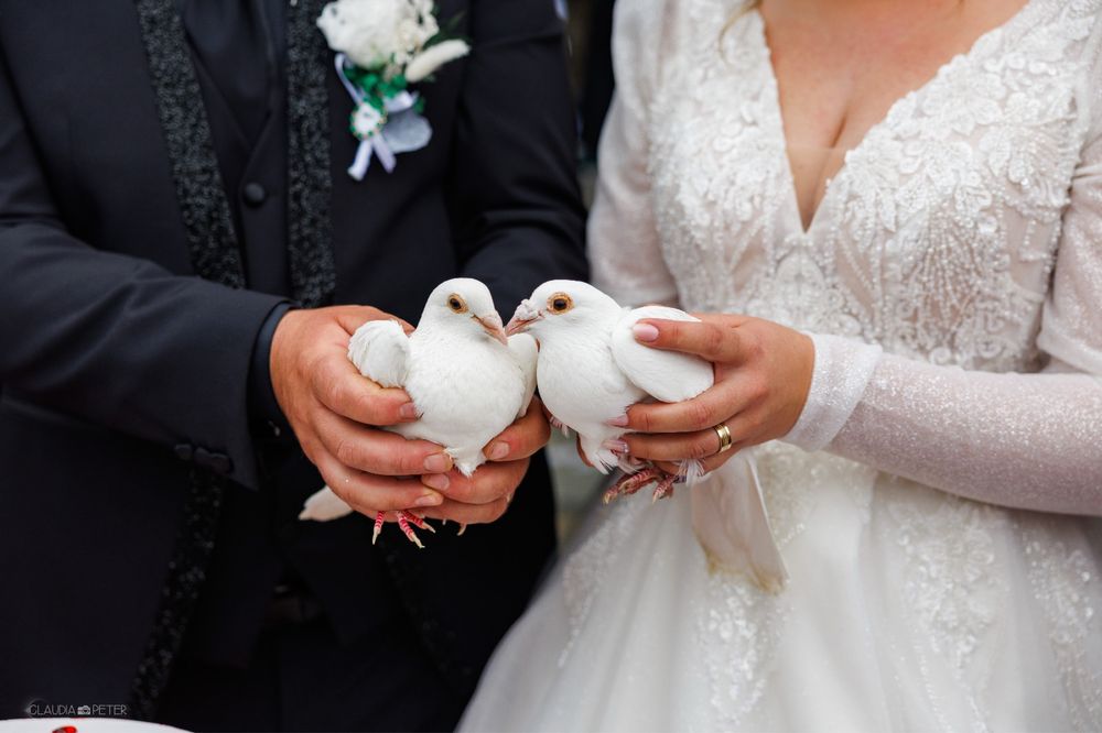 Porumbei indieni albi si negru + poste albe