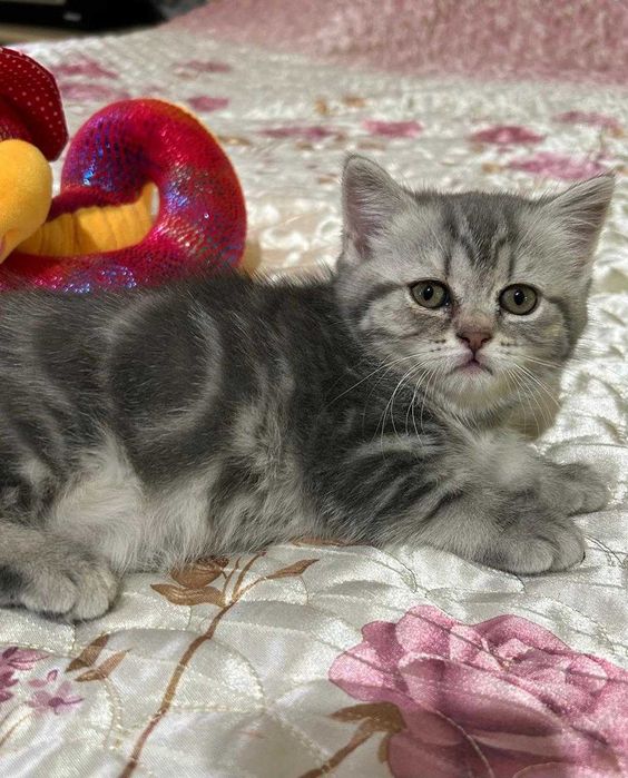 Котята Шотландские  срочно !