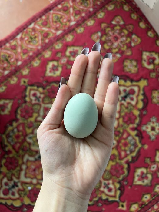 Инкубационные яица Лакеданзи