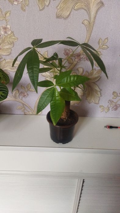 Комнатные цветы продам
