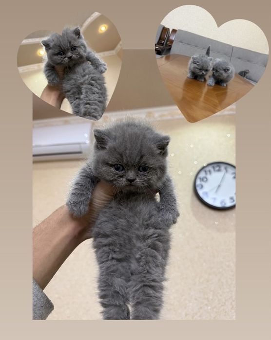 британская кошка, British shorthair