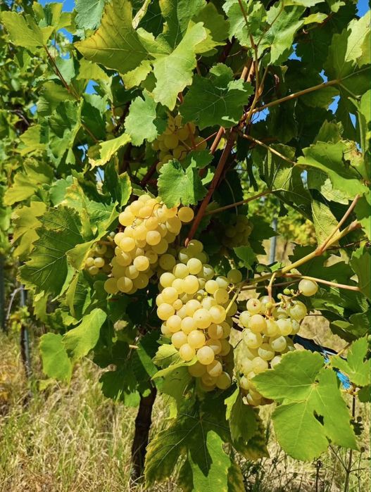 Struguri  pentru vin
