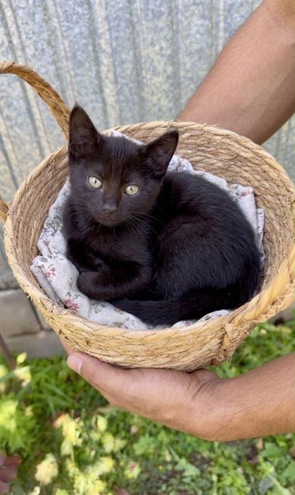 Котёнок-мальчик ищет добрый дом