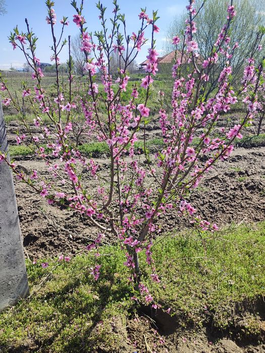 Урик олма гилос шофтоли нок барча турдаги мевали кучатлар бор