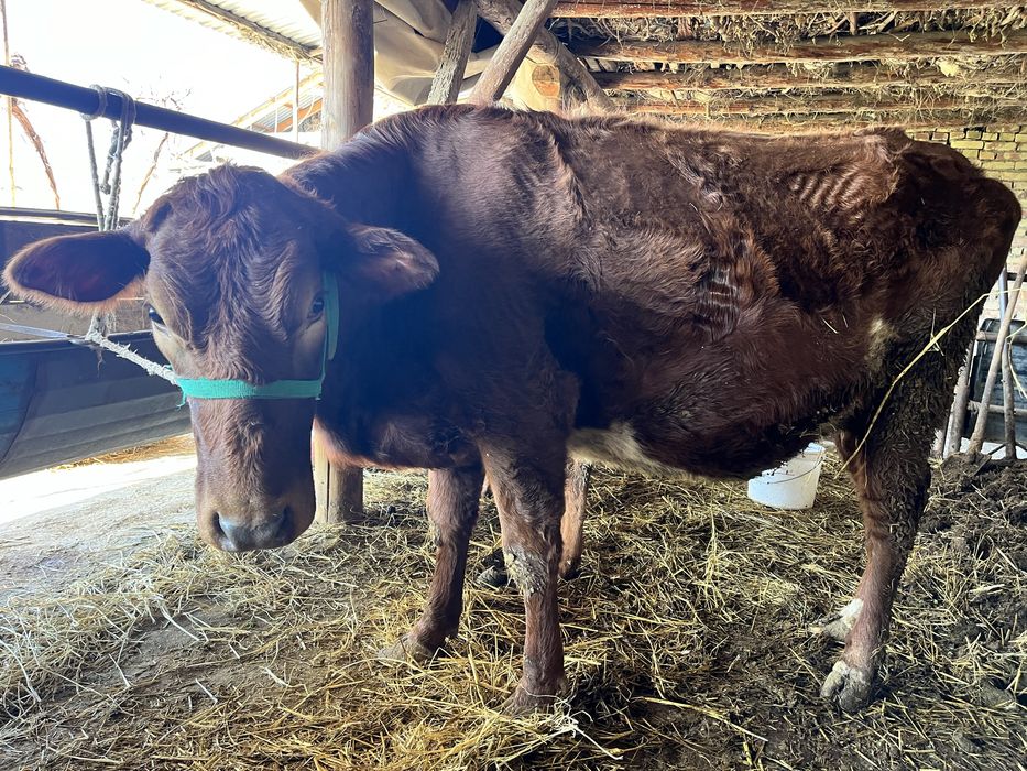 sigir sotiladi 9 oylik bugoz