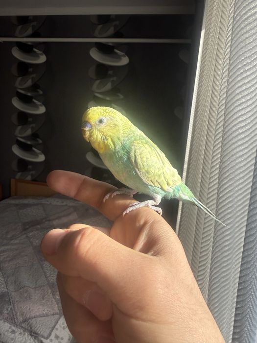 Продам ручных ласковых попугаев