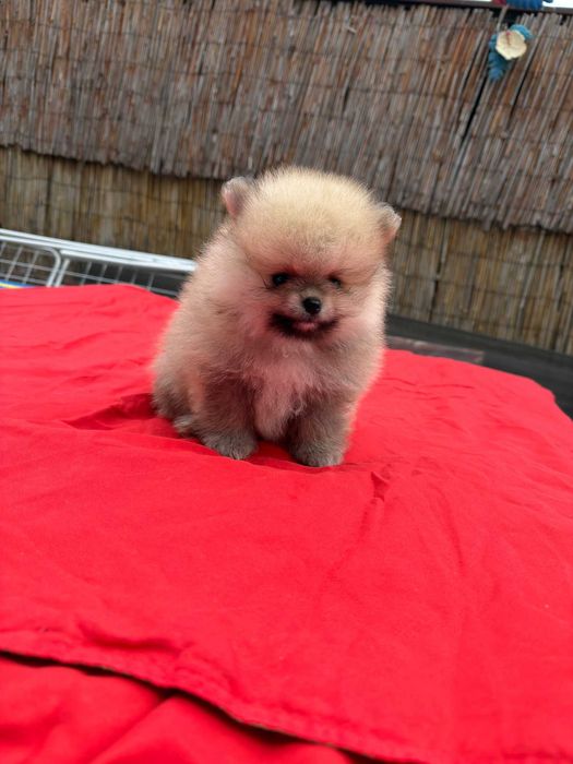 Băiețel pomeranian