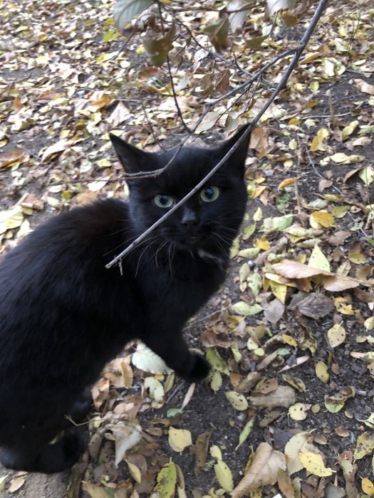 Котенок ищет себе хозяина . Срочно