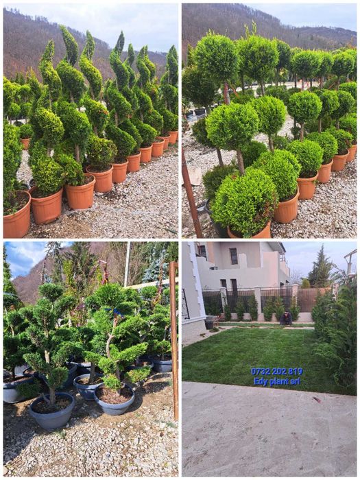 Leylandi chiparos, smarald, spirală, pon pon, bonsai