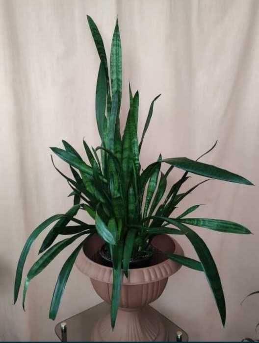 Sansevieria limba soacrei