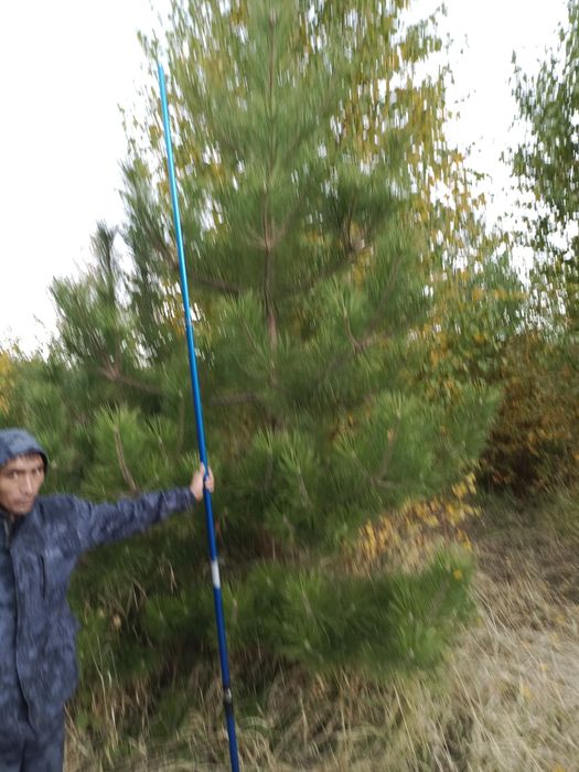 Продаются сосны крымские обычные