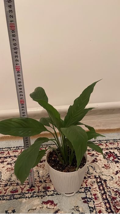 Уй гулдері сатылады