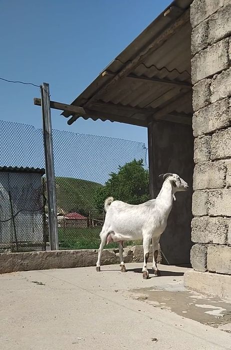 Нубийский  ешкі сатылады