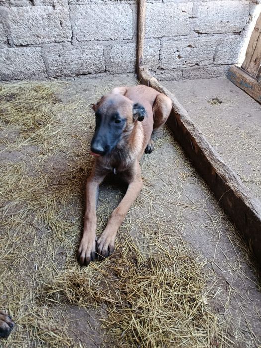 Продам щенков малинуа