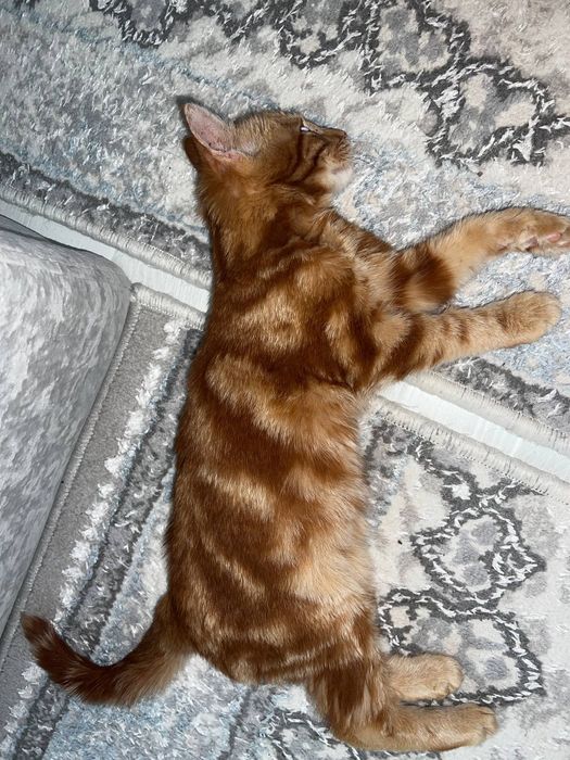 Рыжий котёнок мальчик, 2 месяца, ласковый и ручной, срочно