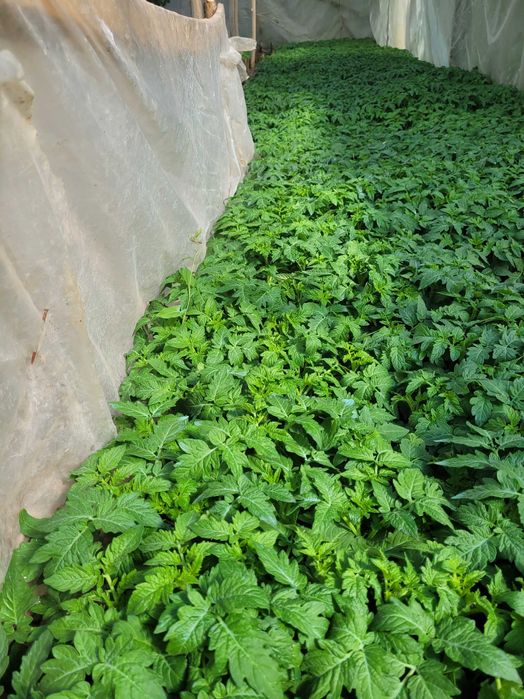 Rasad de vanzare  Rosii  Ardei  Telina. Castraveti