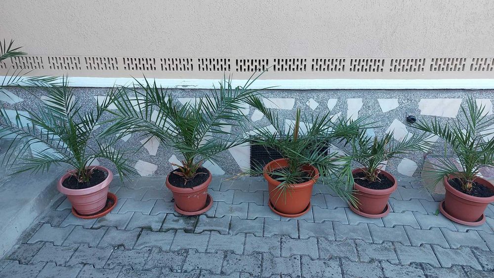 Plante de apartament