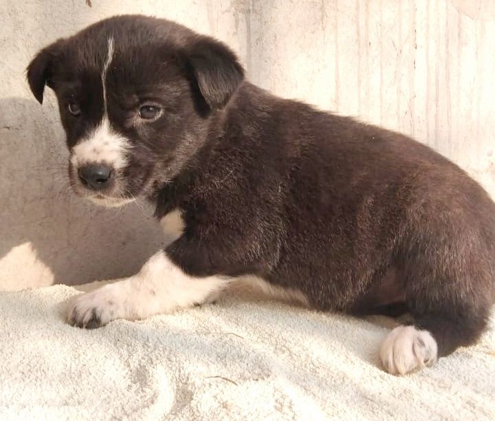 Ищем дома для щенят