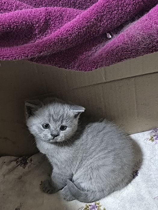 Продам котёнка девочку