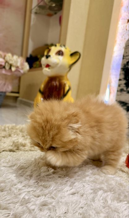 Шотланский Скоттиш Фолд!