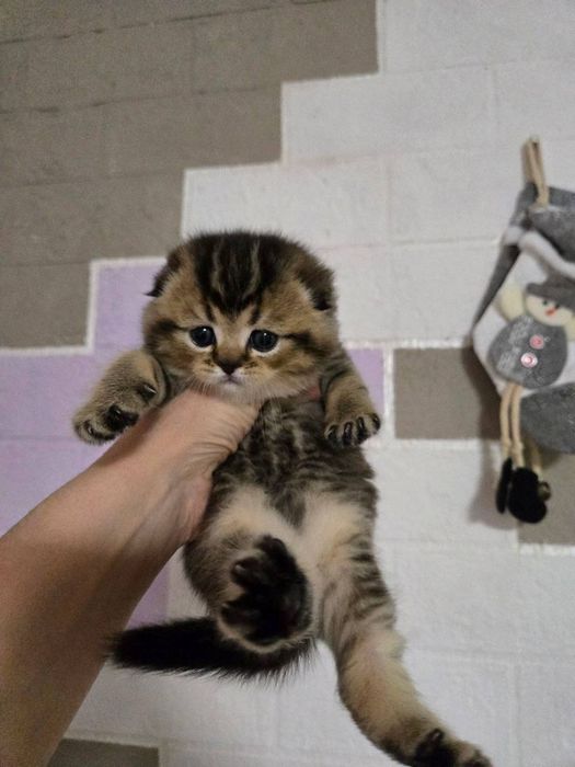 Шотландский Скотиш фолд