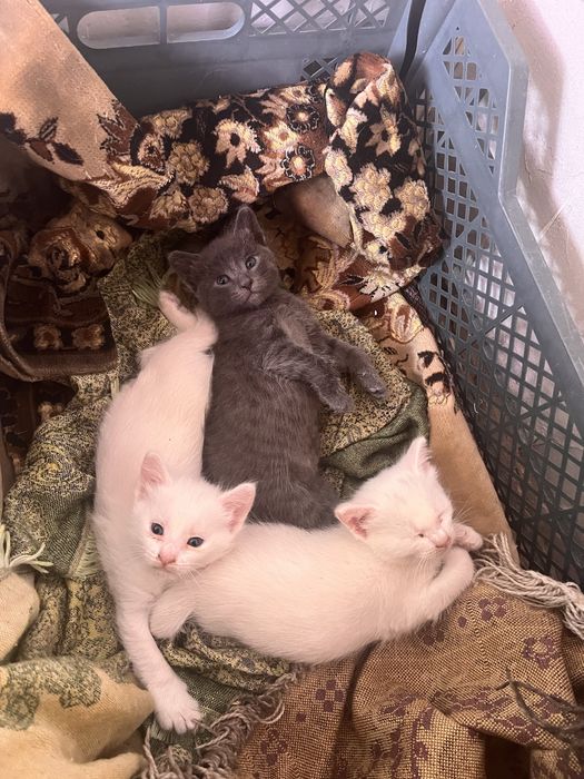 Отад котят в хорошие руки