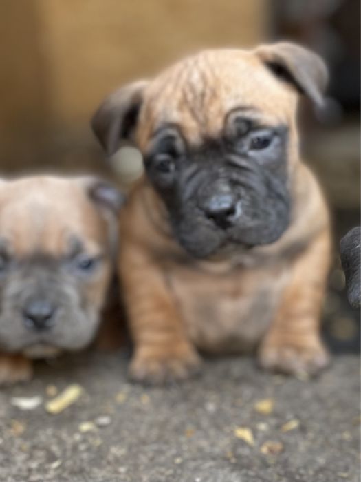 Американский булли