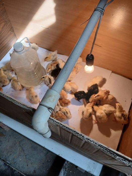 Цыплята куриные, недельные