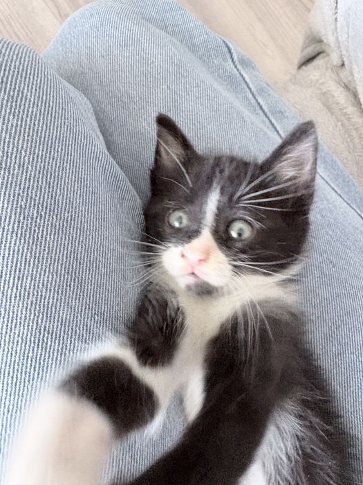 Подарявам малко котенце