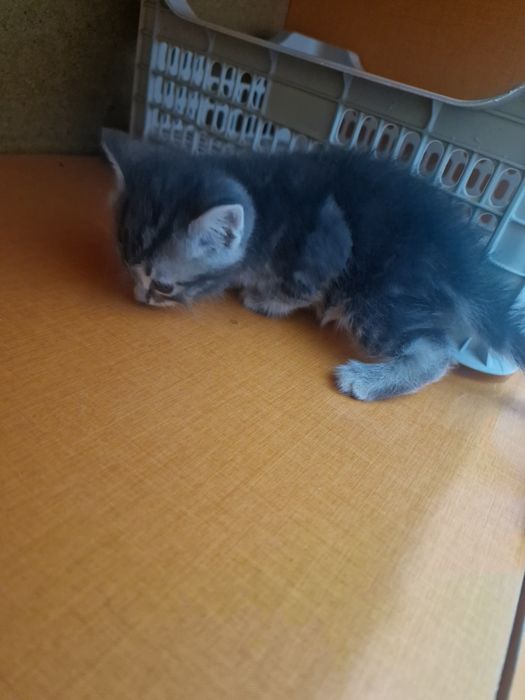 От папы Манчкина мальчик 1,5м