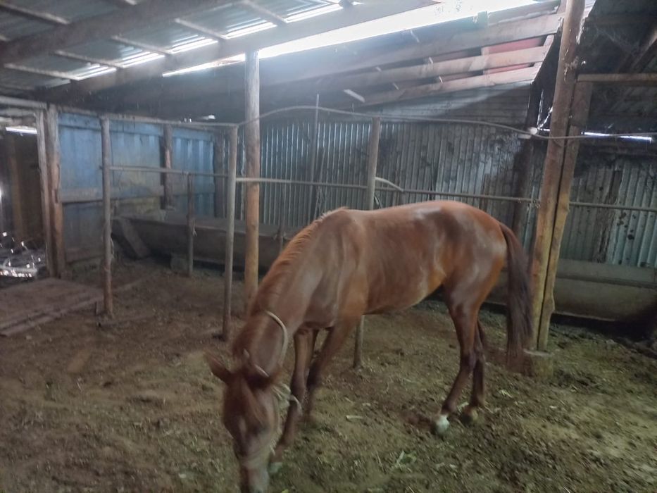 Тез арада Жылқы сатылады